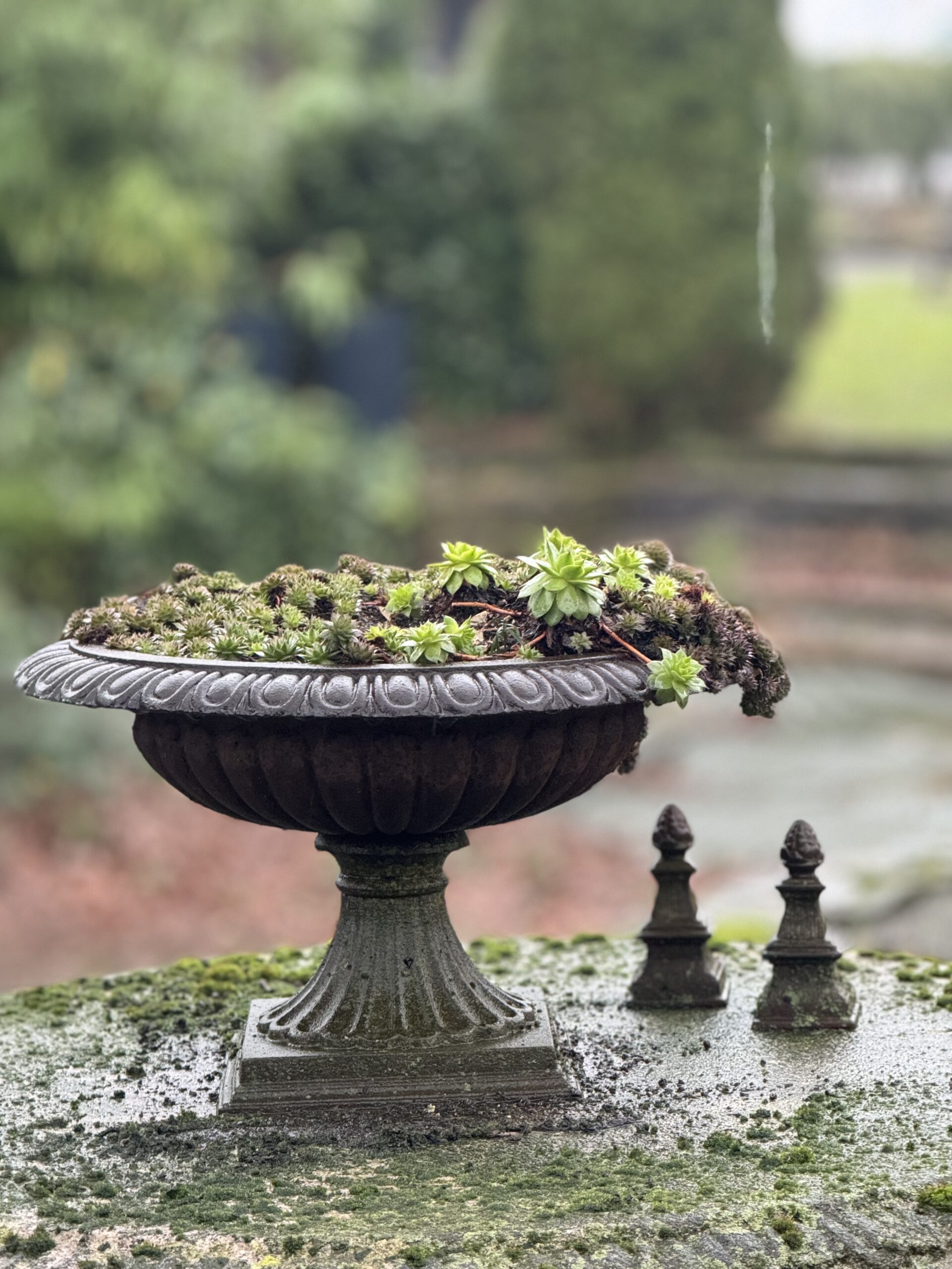 Steingewächs Steingewächs